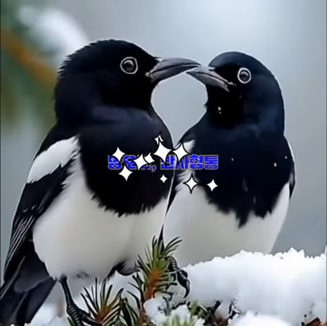 병오년, 독자 여러분 소원성취 기원드려요